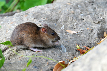 rat