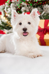 Niedlicher Hund mit Weihnachtsgeschenken und Weihnachtsbaum