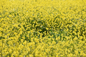 campo amarillo