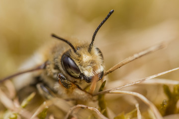 Willughby's Leafcutter Bee - Megachile willughbiella - male