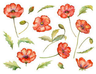 Set of paint  floral elements, watercolor  flowers and leaves