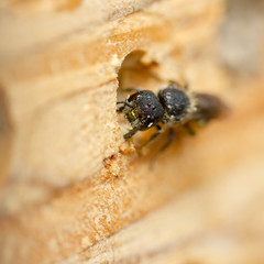 Large-headed resin bee - Heriades truncorum