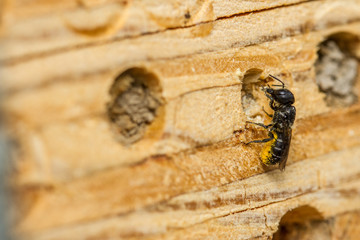 Large-headed resin bee - Heriades truncorum