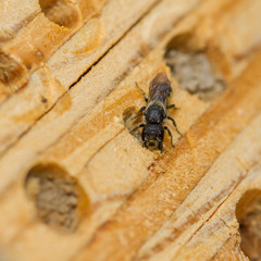 Large-headed resin bee - Heriades truncorum