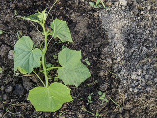 growing cucumbers in the greenhouse