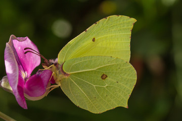 Brimstone (Gonepteryx rhamni) - male
