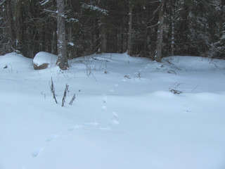 Winter forest and traces of animals