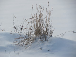 Fototapeta na wymiar Reed in the snow
