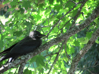 Сhick on a tree branch