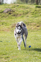 Portrait of a husky dog living in Belgium