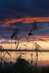 Fototapeta premium Reed on the lake at dawn
