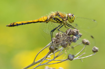 Dragonfly sitting on the stem of the plant.