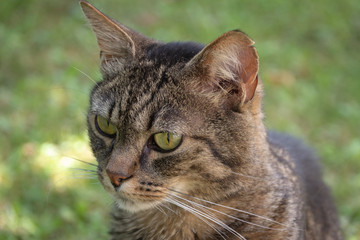 T&ecirc;te de chat gris tigr&eacute; 