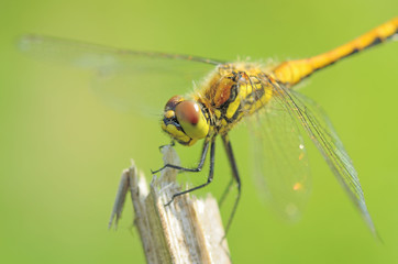 Dragonfly sitting on the stem of the plant.