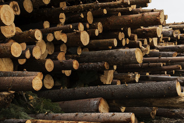 illegal felling of trees in the forest. ecology concept.