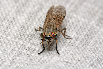 Insect horse-fly with color eyes on the fabric of clothes.

