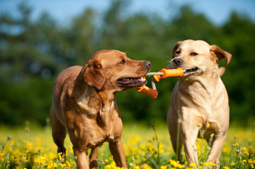 Zwei rennende Hunde zerren an einem Spielzeug