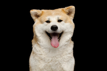 Close-up Portrait of Happy Akita Inu Dog Smiling on Isolated Black Background, front view