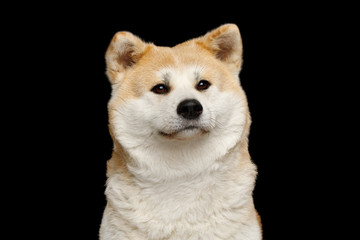 Portrait of Cuddly Akita Inu Dog Cute looking on Isolated Black Background, front view