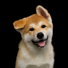 Portrait of Cute Akita Inu Puppy Happy Smiling with funny ears on Isolated Black Background, front view
