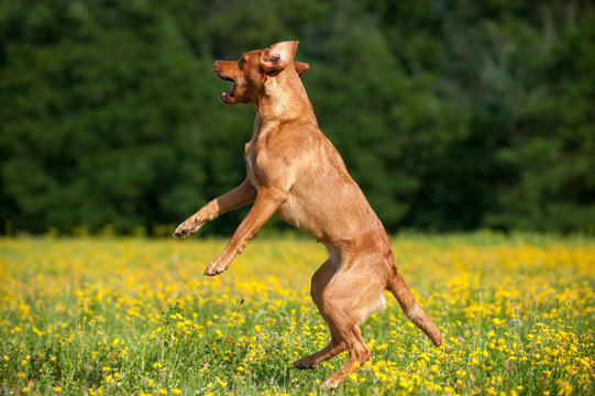 Springender Labrador in einer Wiese