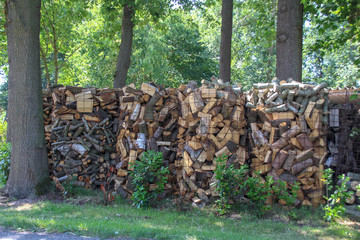 firewood between trees