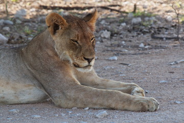 Naklejka na ściany i meble Lioness in Etosha National Park in Namibia in Africa 