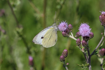 butterfly on a thistle