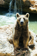 Beautiful Grizzly bear and water