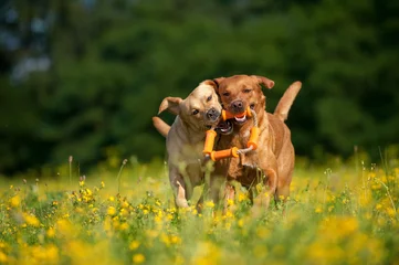 Foto op Plexiglas Zwei Labradore spielen in einer Blumenwiese © DoraZett