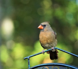 A single female cardinal bird is perching on the bird feeder stand on the soft focus garden background, Autumn in GA USA.