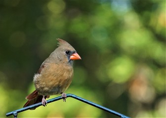 A single female cardinal bird is perching on the bird feeder stand on the soft focus garden background, Autumn in GA USA.