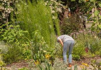 unknown woman works in her garden on a beautiful day