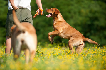 Frau mit zwei Hunden in einer Blumenwiese