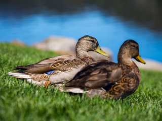 Two Ducks in Green Grass Lawn Near Water