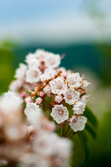 Mountain Laurel in Bloom, Close Up, Selective Focus