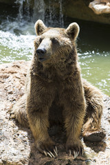 Beautiful Grizzly bear near water