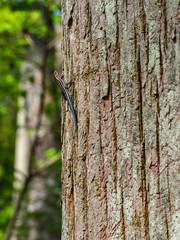 Blue Tailed Skink on Side of Tree