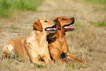 Zwei liegende Labradore sehen nach oben