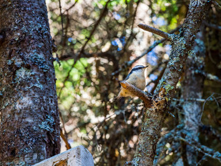 Small Bird in Tree in Forest