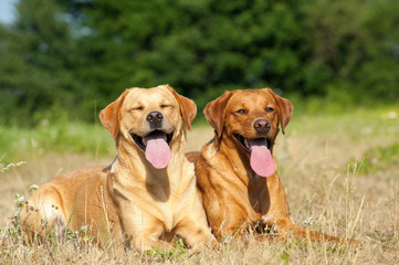 Zwei hechelnde Labradore liegen in der Sommerhitze