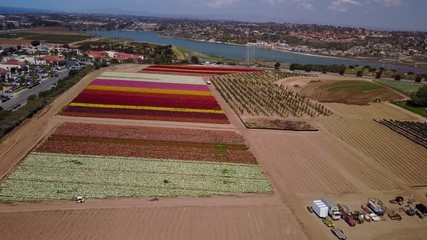 Carlsbad, CA - The Flower Fields - Drone Video, Aerial Video of The Flower Fields in Carlsbad, California. It opens up once a year in spring from March 1 through May 10.
