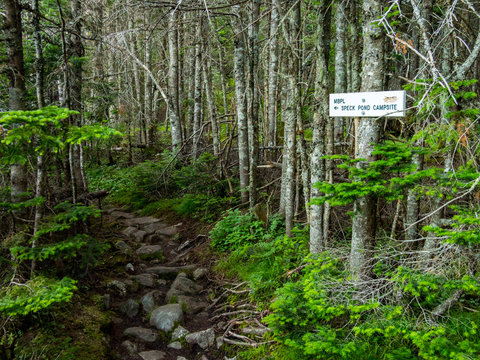 Hiking Trail with Trail Sign, Appalachian Trail, Dense Forest
