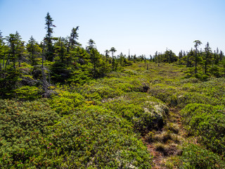 Mountain Summit Vista, Dense Forest, Mahoosuc Range, Maine