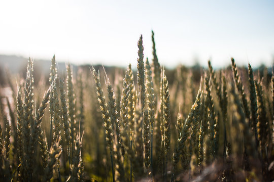 Cornfield in the countryside against bright sky with the sun and sun flare and bloom in warm colors and wind through the wheat and a field for growing crops.
