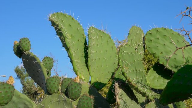 Prickly pear plant with thorns, african cactus against blue sky