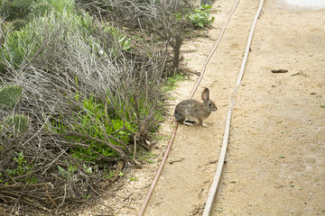 Rabbit on a path