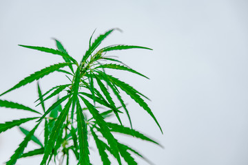 Hemp on white background