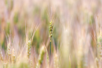 Yellow ears of barley closeup
