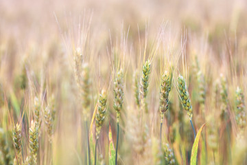 wheat field, natural summer or autumn background